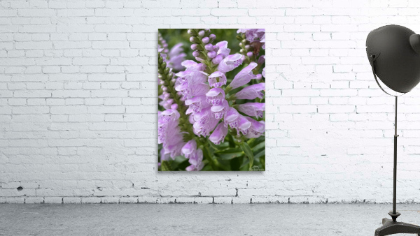 Physostegia Wall Preview