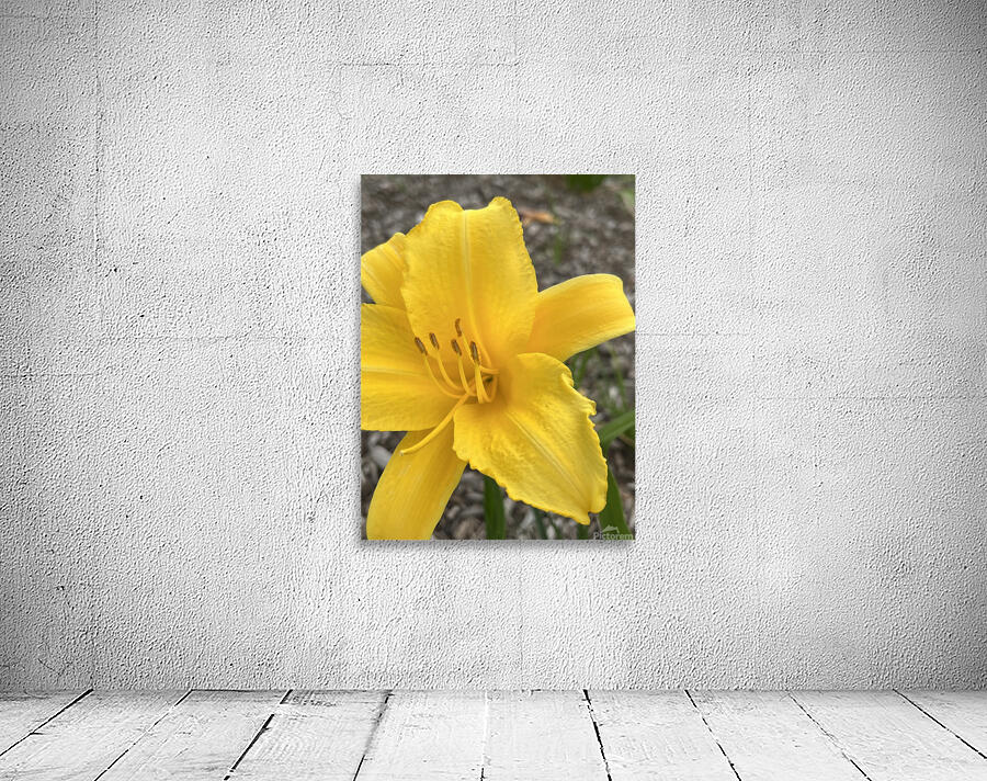 YellowDayLily Wall Preview