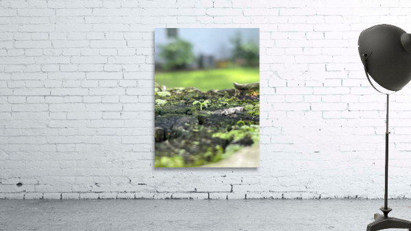FreshSprout3 Wall Preview