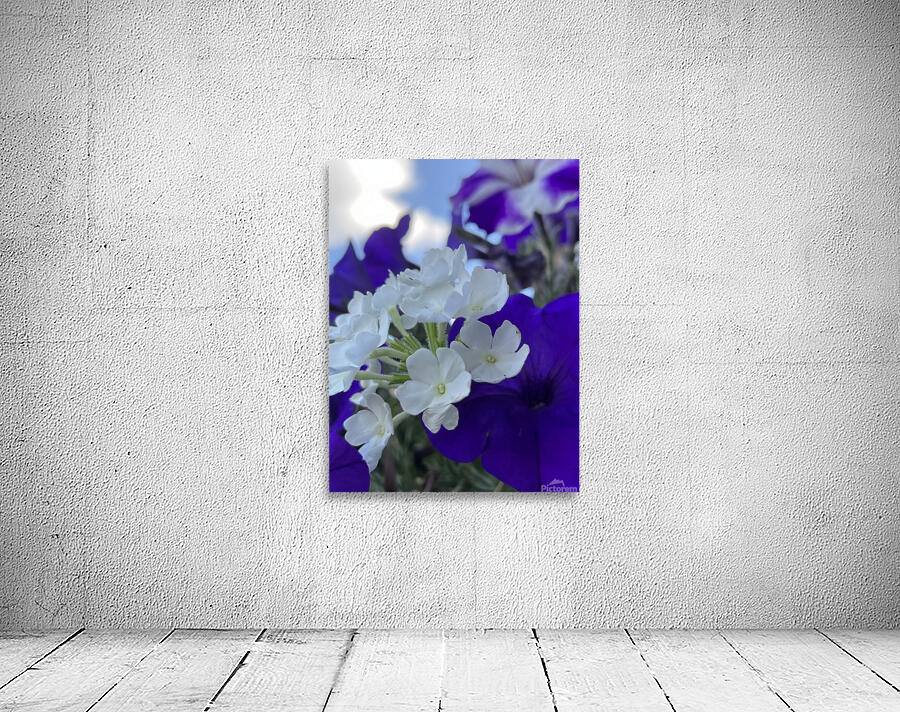 PhloxAndPetunia Wall Preview