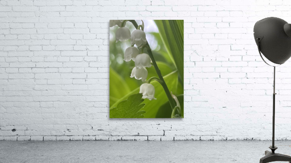 LilyoftheValley2 Wall Preview