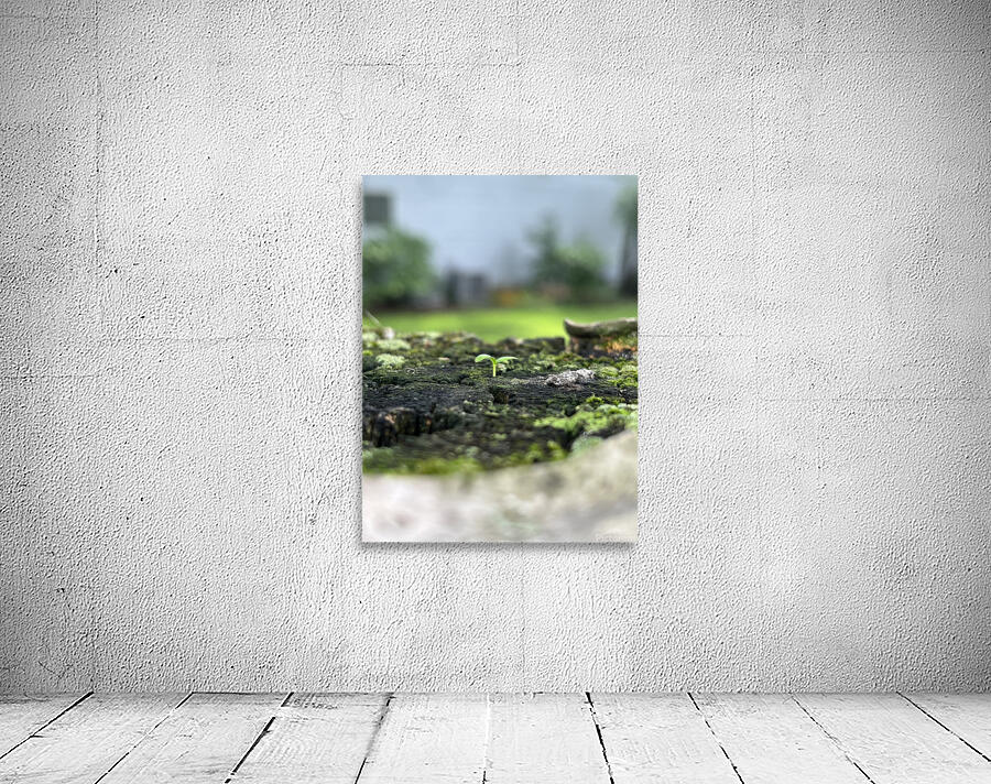FreshSprout2 Wall Preview