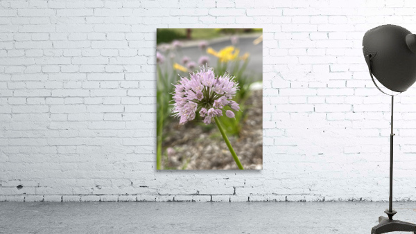 ChivesInBloom2 Wall Preview