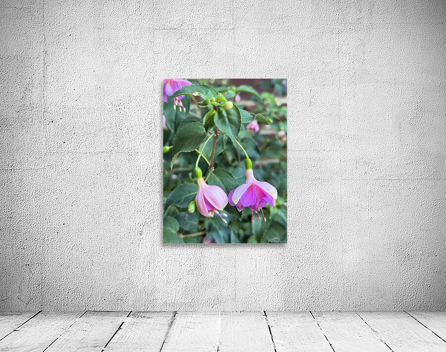 Fuchsia7 Wall Preview