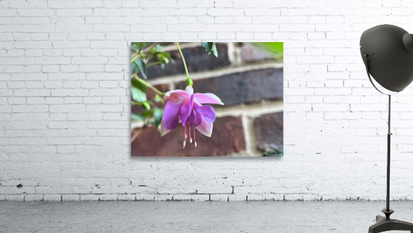 Fuchsia3 Wall Preview