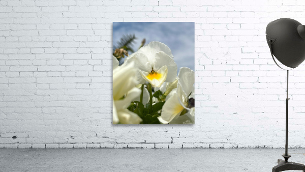 SunlitPansy Wall Preview