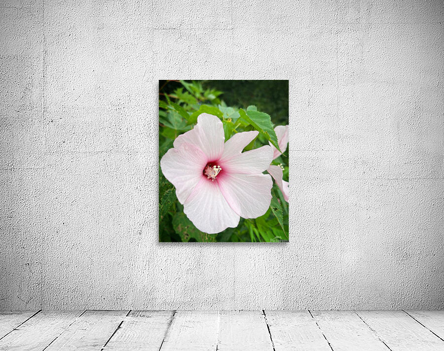 PinkHibiscus Wall Preview