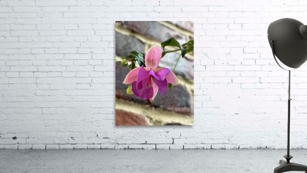 Fuchsia6 Wall Preview