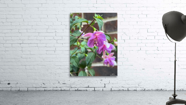 Fuchsia1 Wall Preview