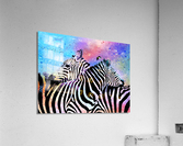 Zebras Acrylic Print