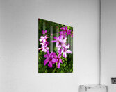 Pink Shamrocks  Acrylic Print
