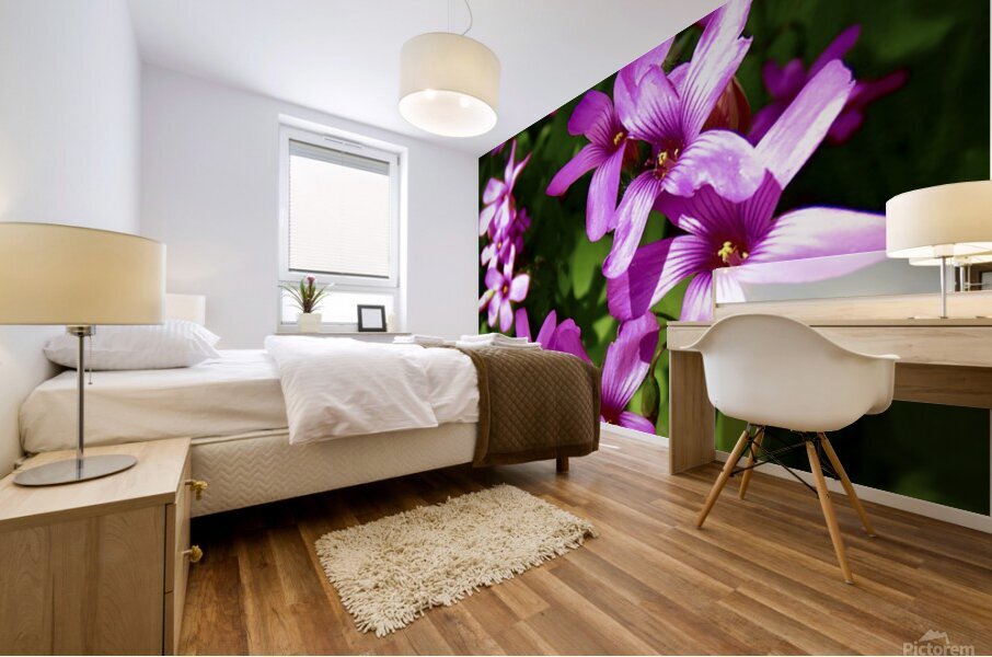 Pink Shamrocks  Mural print