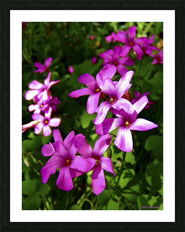 Pink Shamrocks  Picture Frame print