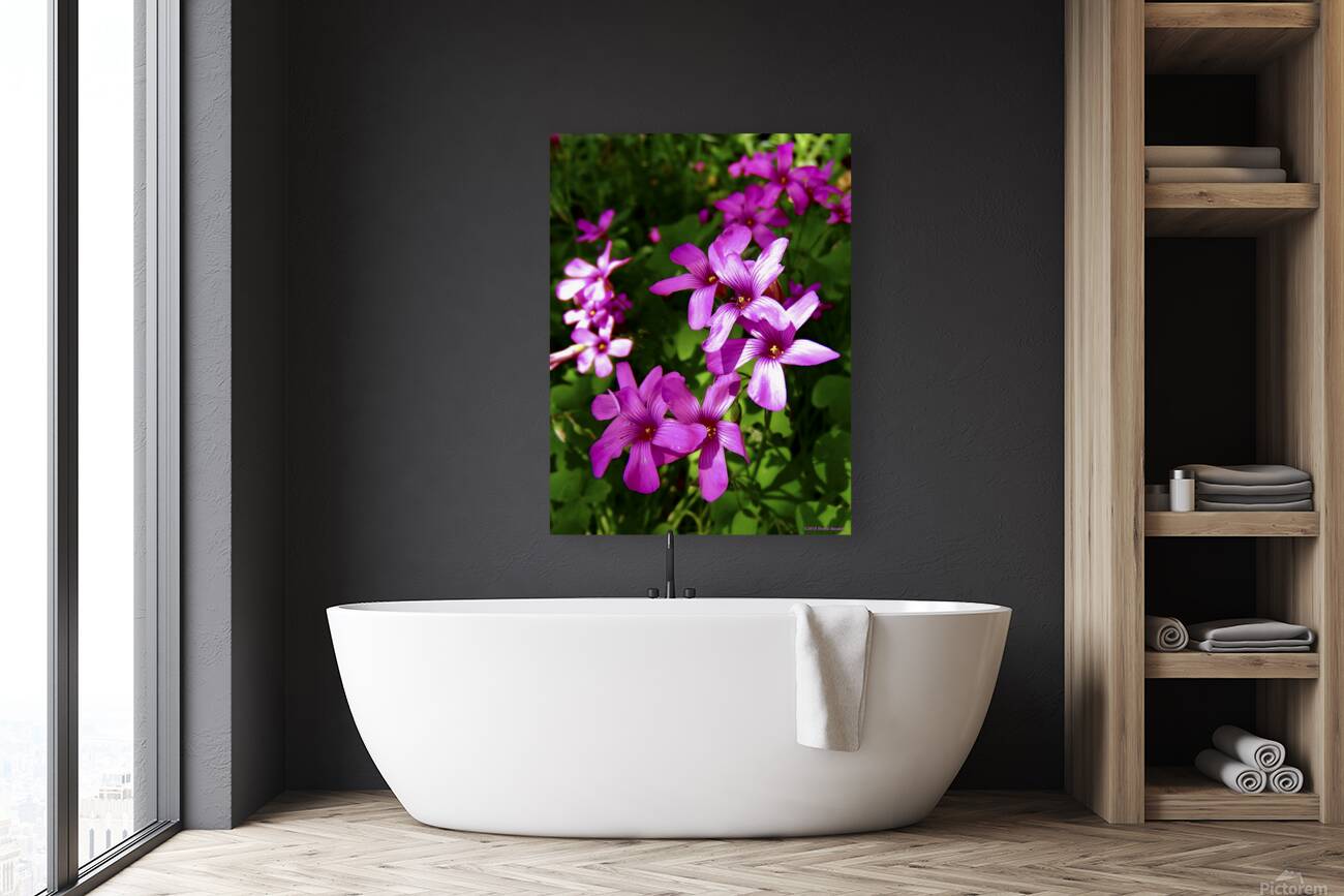 Pink Shamrocks  Reproduction