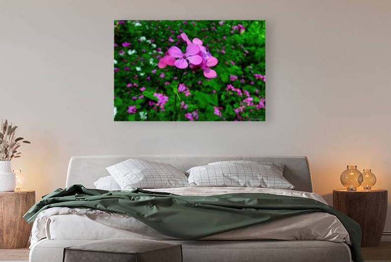 Money Plant - Lunaria annua by Orchid Mandala