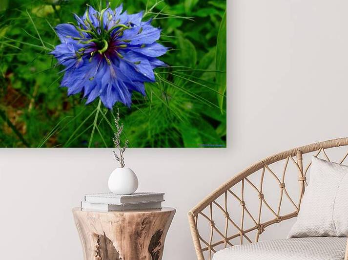 Love In A Mist by Orchid Mandala