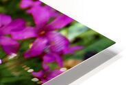 Pink Shamrocks  HD Metal print