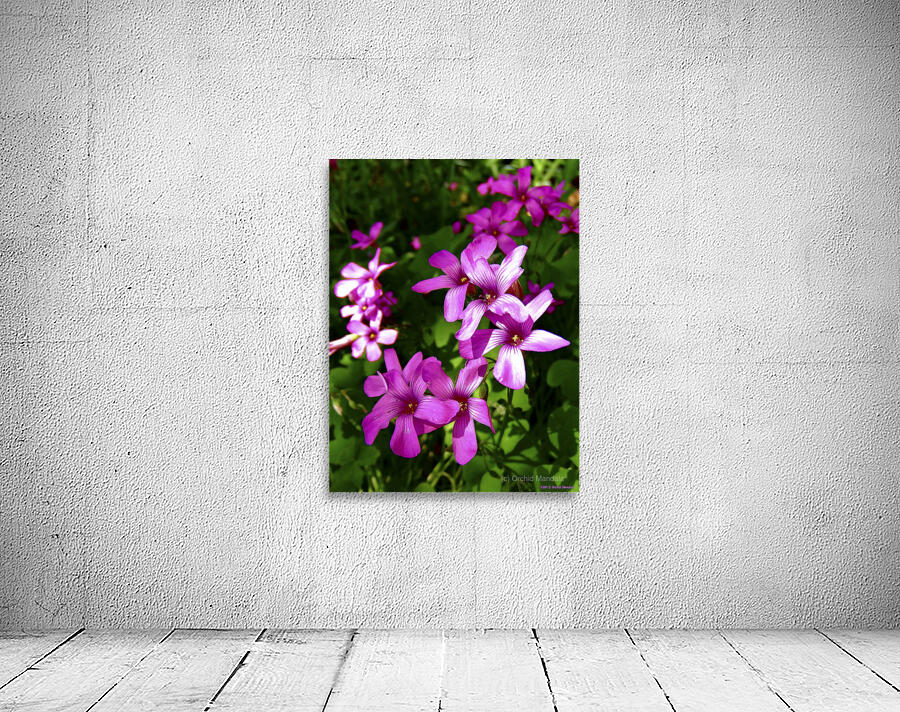 Pink Shamrocks  Wall Preview