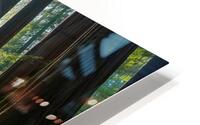 Forest  HD Metal print