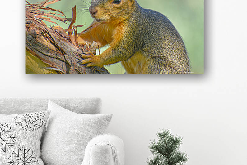 Squirreling Around  by Jimanaze Henkels
