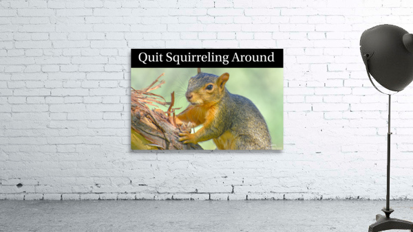 Squirreling Around  Wall Preview