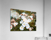 Troll Rose Acrylic Print