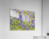 Blubonnet Fields Forever Acrylic Print