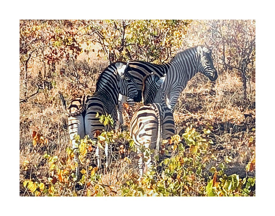 Kruger Stripes Picture Frame print