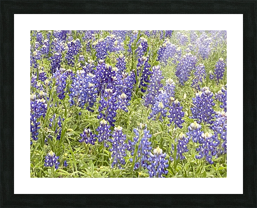 Blubonnet Fields Forever Picture Frame Printing