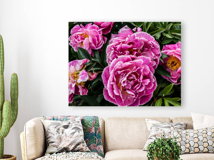 Norwegian Roses by NOLA504