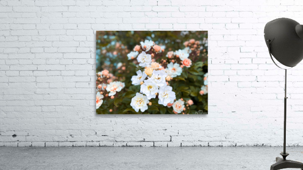 Troll Rose Wall Preview