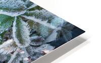 Frost Bit HD Metal print