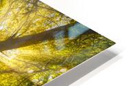 Leaning Tree HD Metal print