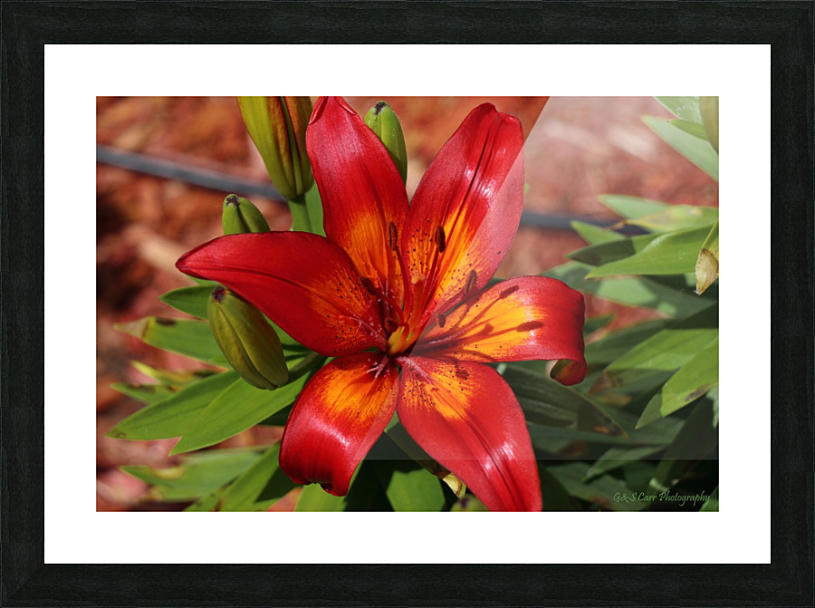 TigerLily Picture Frame print