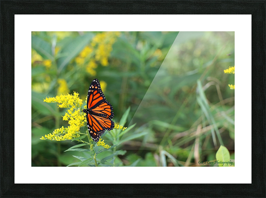 Monarch butterfly  Picture Frame print