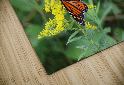 Monarch butterfly  G&S Carr Photography puzzle
