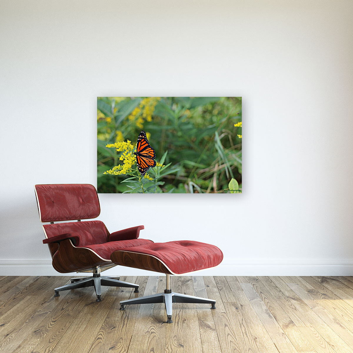 Monarch butterfly  Reproduction
