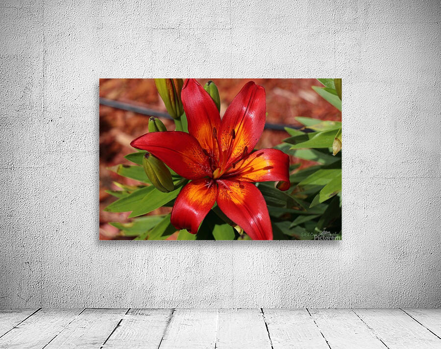 TigerLily Wall Preview