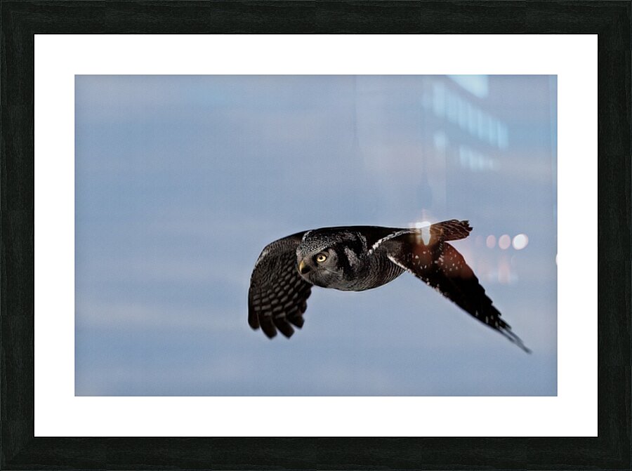 Chouette Eperviere Picture Frame print