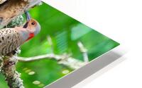 Pic flamboyant HD Metal print