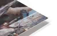 Chouette Rayee HD Metal print