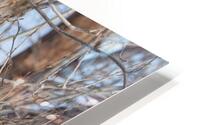 Chouette Lapone HD Metal print