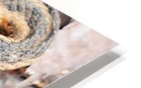Couleuvre Rayee HD Metal print