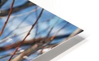 Chouette Lapone HD Metal print