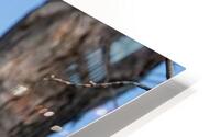Chouette Eperviere HD Metal print