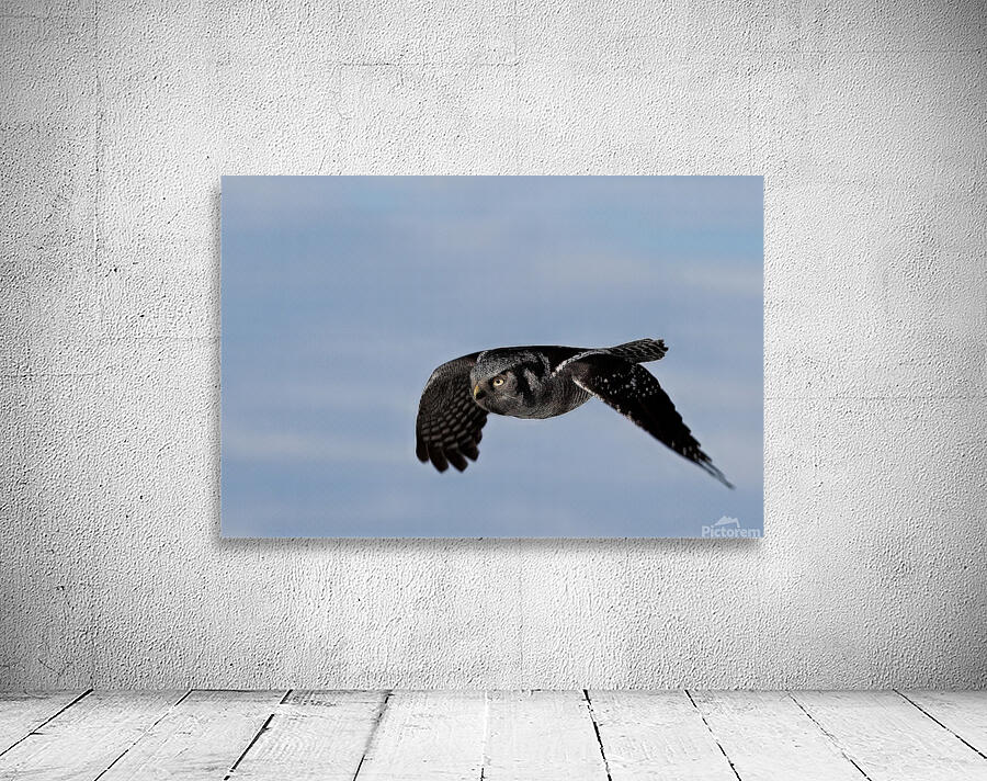 Chouette Eperviere Wall Preview