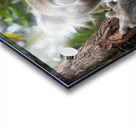 Koala in Tree Acrylic print