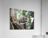 Koala in Tree Acrylic Print