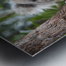 Koala in Tree Metal print