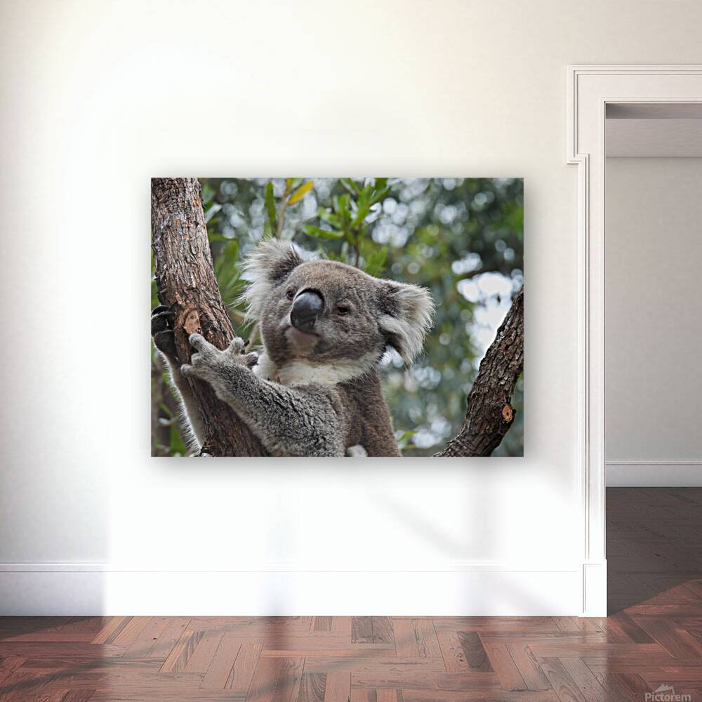 Koala in Tree Reproduction